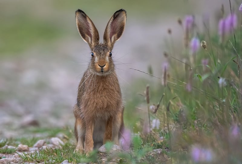 Tortoise and Hare